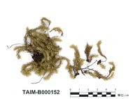 藏品(南亞美蕨苔)的圖片